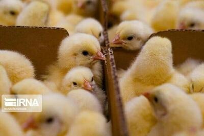 جوجهریزی در مرغداریهای بابل از مرز پنج میلیون قطعه عبور کرد