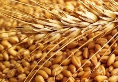  خرید 16 هزار تن بذر گندم در لرستان - تسنیم