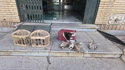 دستگیری متخلف زنده گیری کبک وحشی در سقز؛ ۸ قطعه پرنده کشف و ضبط شد