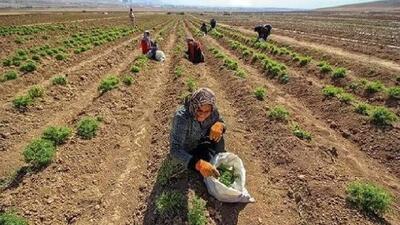  توسعه صنعت گیاهان دارویی در خوزستان؛ از یک عطاری سنتی تا آرزوی صادرات