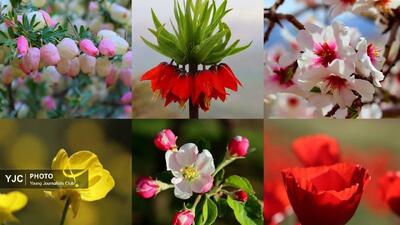 از شکوفه تا شقایق؛ تابلویی زنده از گلها و رنگها از نگاه یک هنرمند + تصاویر