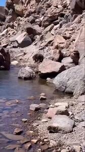 صحنه ای نادر از حیات وحش ایران +فیلم