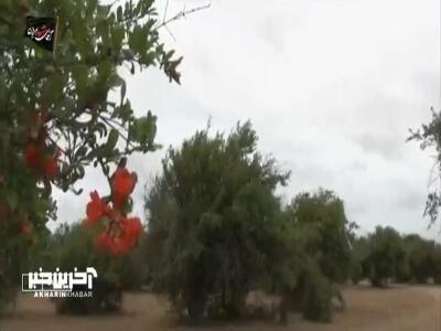 چرا تالاب میانکاله در آتش میسوزد؟