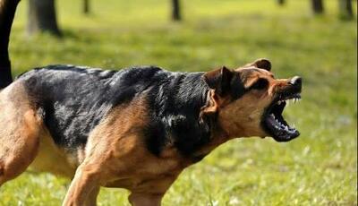 چهارمین کودک قربانی حمله سگهای بلاصاحب؛ حمله ۶ قلاده سگ به آراد ۹ساله