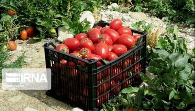  درآمد ۵۰ هزار میلیارد ریالی کشاورزان خراسان شمالی از تولیدات زراعی