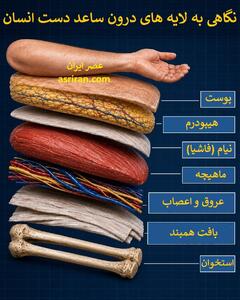 سفر به اعماق ساعد انسان؛ کالبدشکافی لایه به لایه شاهکار مهندسی بدن (اینفوگرافیک)