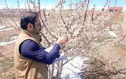 آغاز مدیریت آفات در تعدادی از زیستگاهها