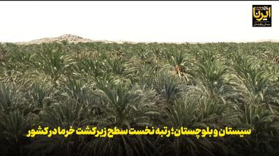  فیلم | سیستان و بلوچستان ؛ رتبه نخست سطح زیرکشت خرما در کشور