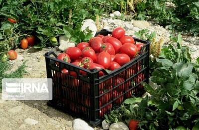  درآمد ۵۰ هزار میلیارد ریالی کشاورزان خراسان شمالی از تولیدات زراعی