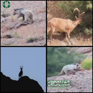 ثبت جلوهای ارزشمند از حیاتوحش در منطقه حفاظت شده اشترانکوه