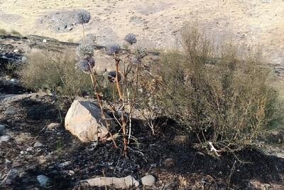 آتشسوزی مراتع هامپوئیل مراغه با تلاش نیروهای امدادی و اهالی مهار شد