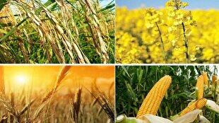 افزایش بهره وری تولید راه حلی برای دستیابی به خودکفایی محصولات اساسی