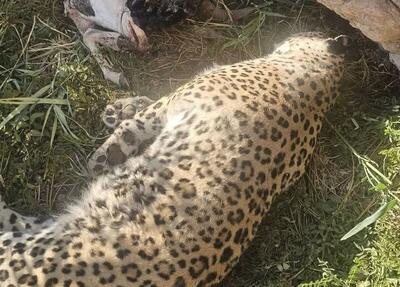 کشف لاشه پلنگ در پناهگاه حیاتوحش عباسآباد نایین