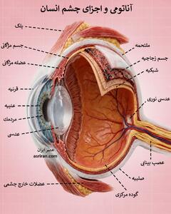نقشه کامل چشم انسان؛ بررسی وظیفه و مکانیسم 15 جزء اصلی چشم (اینفوگرافیک)