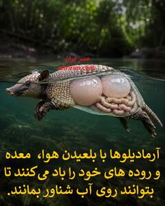 حیوان زره پوشی که معده اش را مثل جلیقه نجات باد می کند! (+عکس)