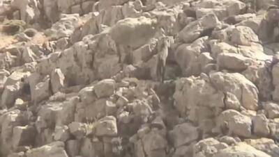 پلنگ ایرانی در سالوک دیده شد