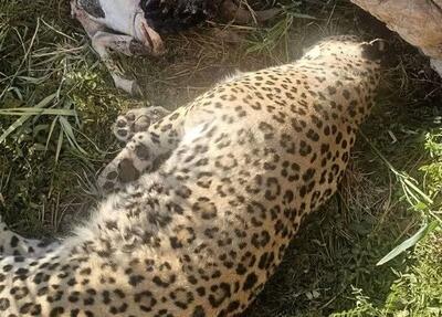 کشف لاشه پلنگ در پناهگاه حیاتوحش عباسآباد نایین