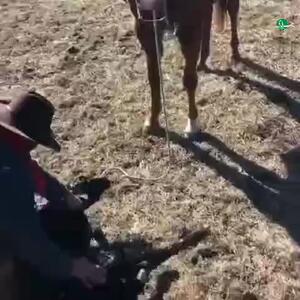  محافظت اسب از صاحبش در برابر حمله گاو + فیلم