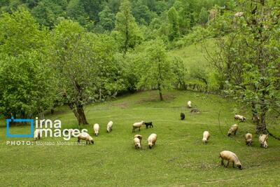  وضعیت جوی مازندران تا پایان هفته جاری چگونه است؟