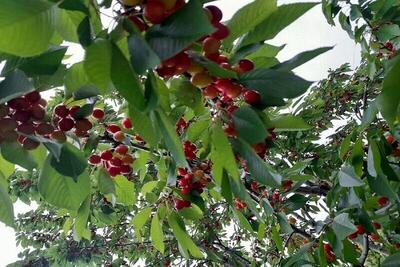  ارزآوری ۴.۳ میلیارد دلاری محصولات باغی و گلخانه‌ای - پارس فوتبال