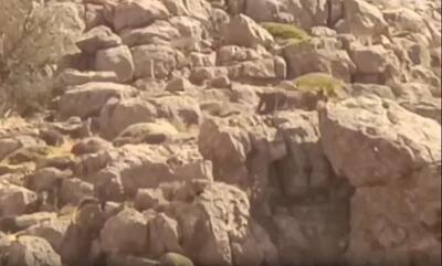 پلنگ ایرانی در پارک ملی سالوک