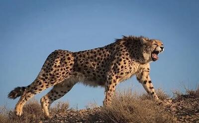 ادعای زندهگیری «هیوا» تکذیب شد؛ ورود یوز به سایت تکثیر داوطلبانه بود