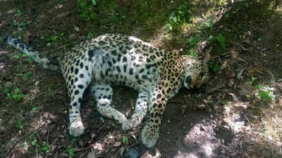 مرگ مشکوک پلنگ ۵ ساله در عباسآباد؛ لاشه برای کالبدشکافی منتقل شد