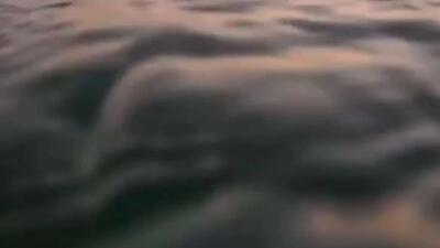  هجوم عروسهای دریایی غولپیکر و سمی به سواحل دریای سیاه