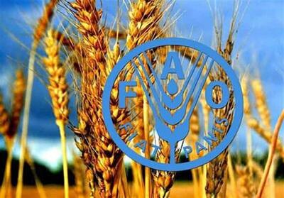  فائو: ایران امسال بیشتر از متوسط 5 ساله غله تولید می‌کند - تسنیم