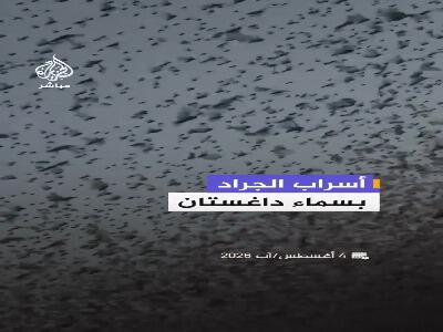 هجوم گسترده ملخها به داغستان