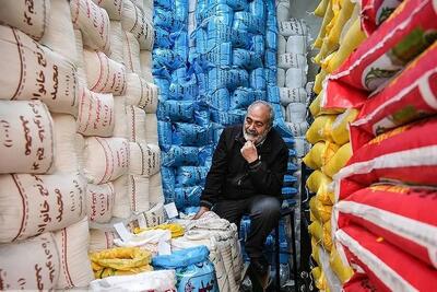 واردات برنج در فصل برداشت نباید انجام شود