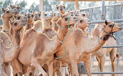 قطب شترداری ایران در مسیر توسعه