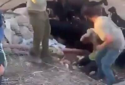  فیلم/ حمله وحشیانه صهیونیست به یک فعال زن خارجی در کرانه باختری
