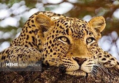 مشاهده شدن پلنگ ایرانی در منطقه آزاد سالوک خراسان شمالی