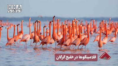  نورنما | فلامینگوها در خلیج گرگان