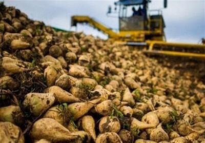  تولید 380 هزار تن چغندرقند در سرپل‌ذهاب - تسنیم