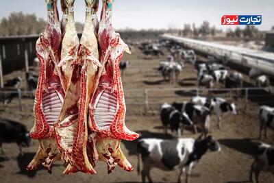 قیمت دام کاهش یافته و عرضه بالا رفته است / قیمت گوشت همچنان بالاست