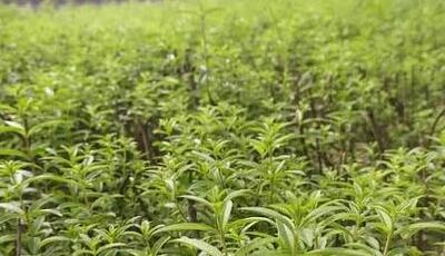 کشت ۱۱ هکتار انواع گیاه دارویی در همدان