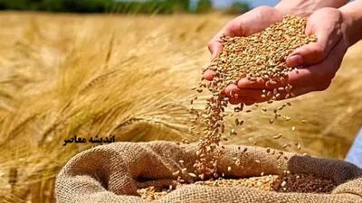 سویق گندم، یک ابرغذای فراموششده؛ از تقویت استخوانها تا افزایش انرژی و چاقی سالم