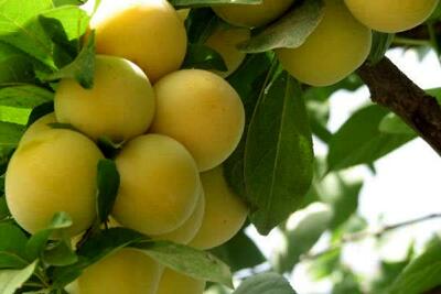  قیمت عمده میوه و سبزیجات هفته جاری تعیین شد + جدول