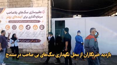  فیلم| بازدید خبرنگاران از محل نگهداری سگ‌های بی صاحب در سنندج