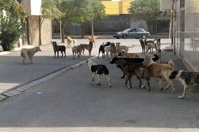 مصدومیت ۱۳ نفر بر اثر گاز گرفتگی سگ در آذربایجان غربی