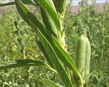  پیش بینی برداشت بیش از ۸۸۰ تن کنجد در آذربایجان غربی