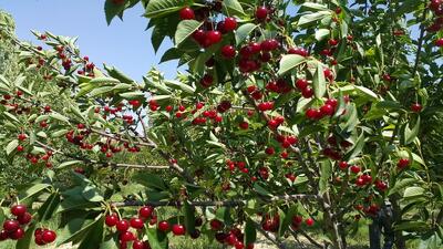 برداشت ۷۶۰ تن آلبالو و گیلاس فارس