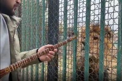  شیر در باغ وحش با صدای تارنوازی مردی خودش را به او رساند و از پشت قفس نشست گوش داد