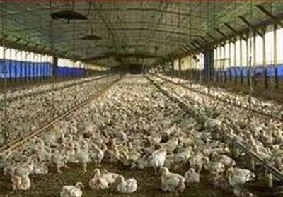 جوجهریزی 1.9 میلیون قطعهای در مرغداریهای استان بوشهر - تسنیم