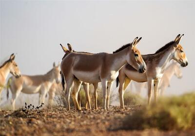  تکثیر گورخر ایرانی و گوزن زرد در باغ‌وحش ارم برای حفاظت از گونه‌ها - تسنیم