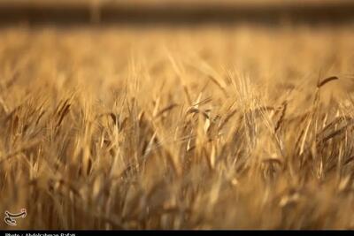  خرید تضمینی گندم به حدود ۸ میلیون تن رسید