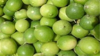  طلای ترش داراب؛ برداشت لیمو در آغوش آفتاب تابستان