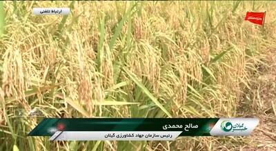 برداشت برنج از ۱۰ درصد شالیزارهای گیلان